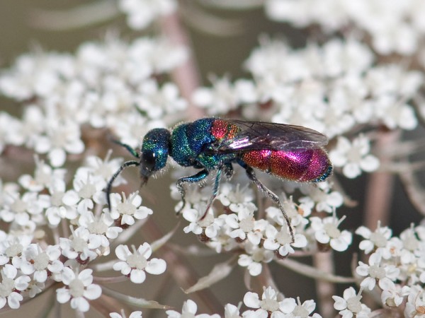 Chrysididae 34 med.jpg