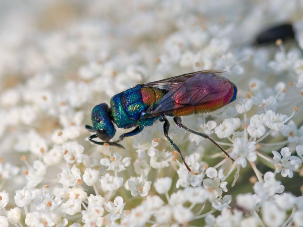 Chrysididae 526 med.jpg