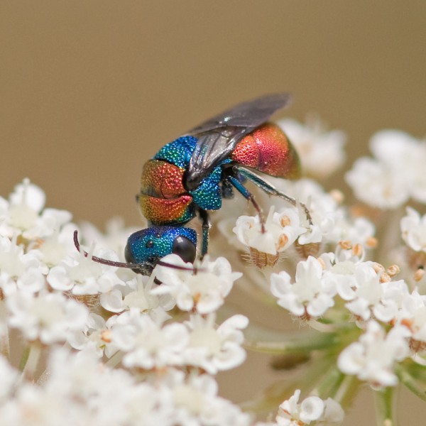 Chrysididae 306 med.jpg