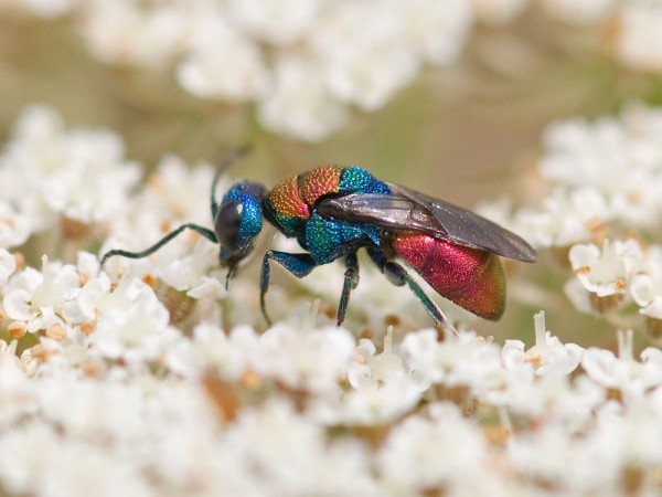 Chrysididae 310 med.jpg