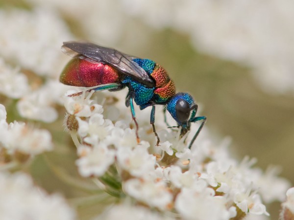 Chrysididae 323 med.jpg