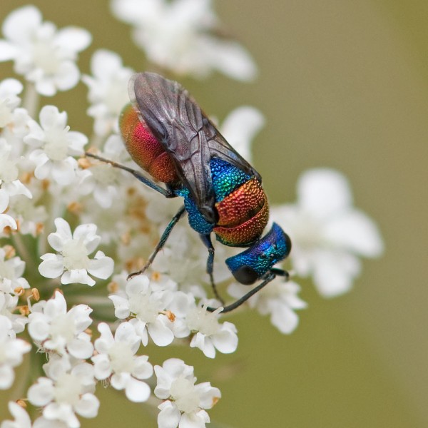 Chrysididae 331 med.jpg