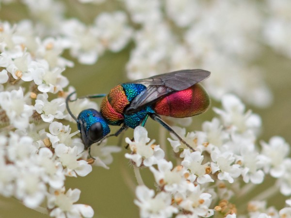 Chrysididae 336 med.jpg