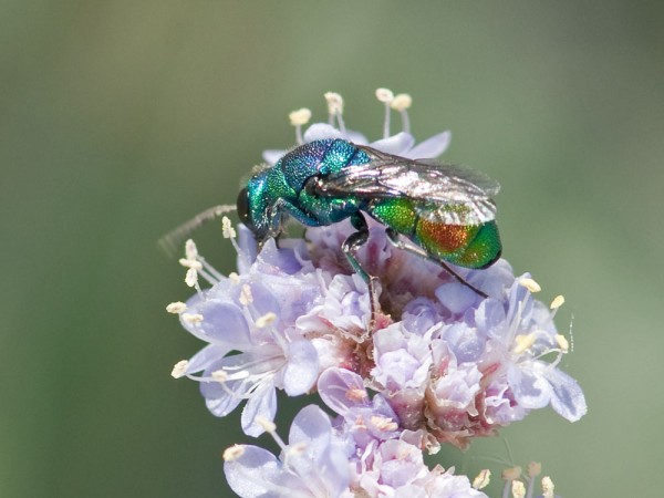 Chrysididae 900 med.jpg