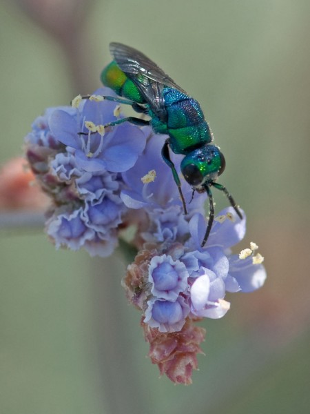 Chrysididae 901 med.jpg