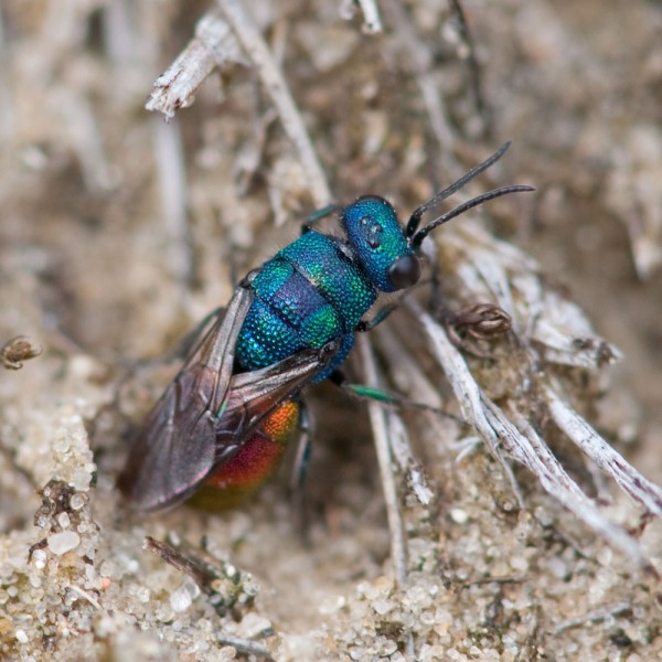 Chrysididae 13 med.jpg