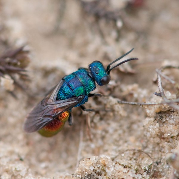 Chrysididae 24 med.jpg