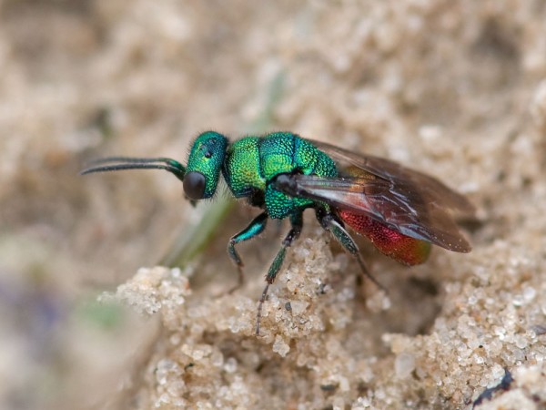 Chrysididae 733 med.jpg