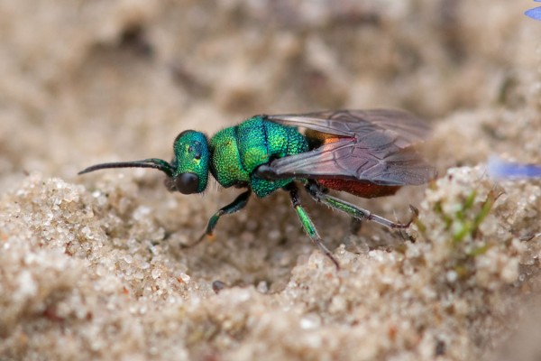 Chrysididae 740 med.jpg