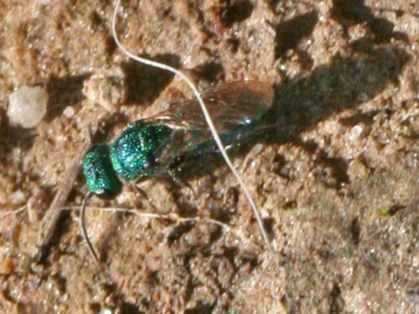 Chrysidea pumila.jpg