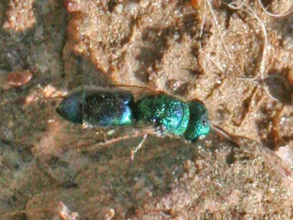 Chrysidea pumila2.jpg