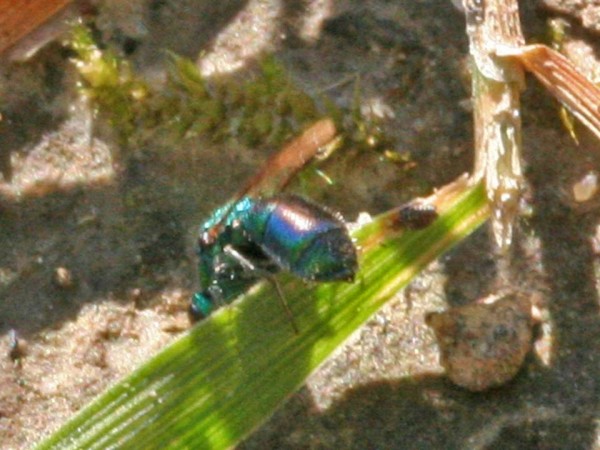 Chrysidea pumila3.jpg