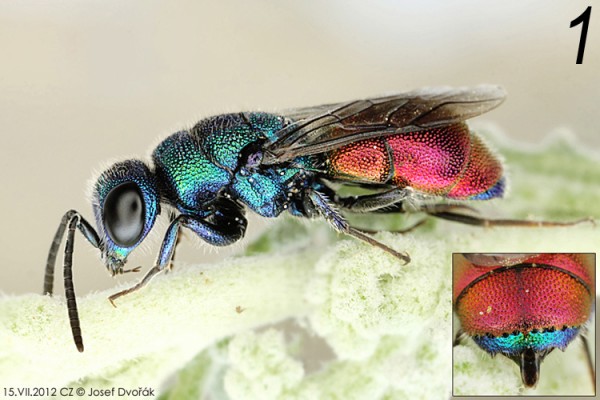 chrysididae 01.jpg