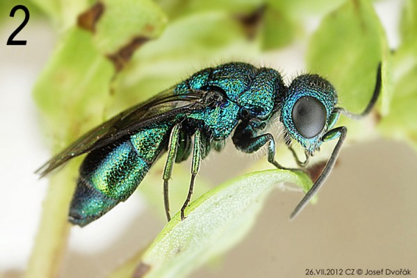 chrysididae 02.jpg