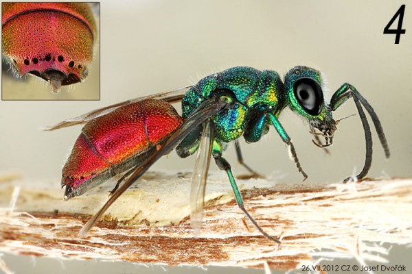 chrysididae 04.jpg