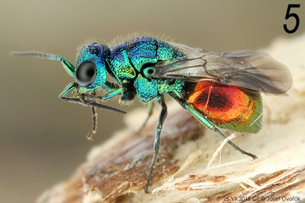 chrysididae 05.jpg