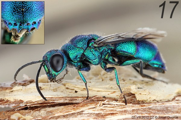 chrysididae 17.jpg