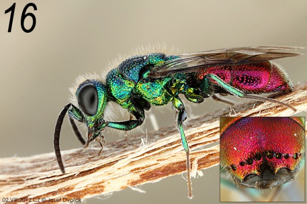 chrysididae 16.jpg