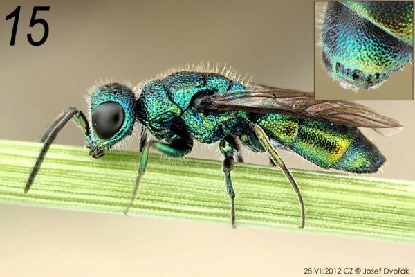 chrysididae 15.jpg