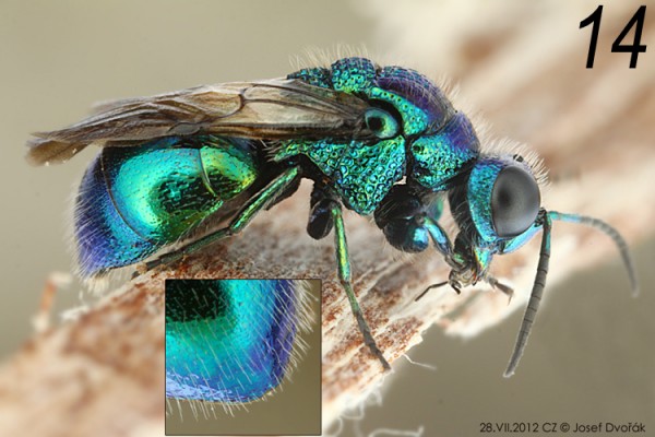 chrysididae 14.jpg