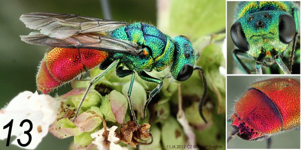 chrysididae 13.jpg