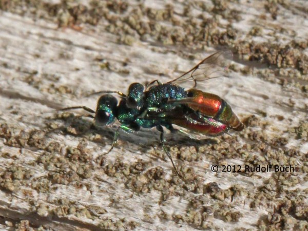 Chrysis gracillima2.jpg