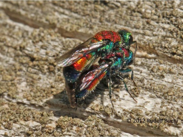 Chrysis viridula2.jpg