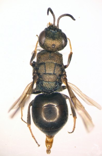 Hedychridium parkanense.jpg