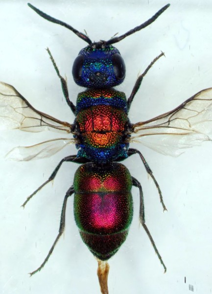 Chrysiskosovorid.jpg