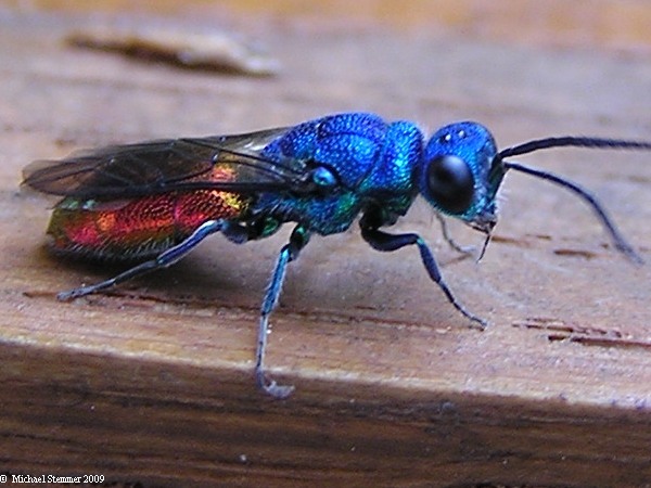 HP_Chrysis_sp._3.jpg