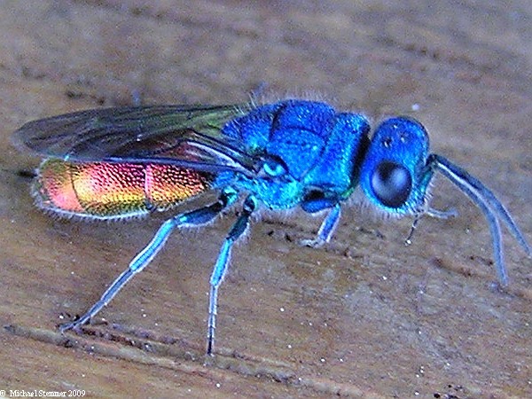 HP_Chrysis_sp._5.jpg