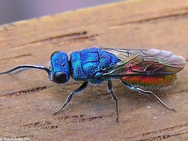 HP_Chrysis_sp._6.jpg