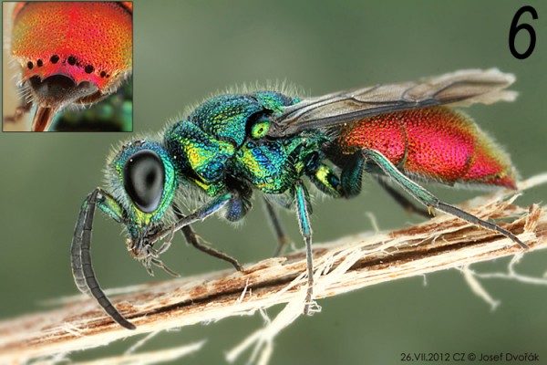 chrysididae 06.jpg