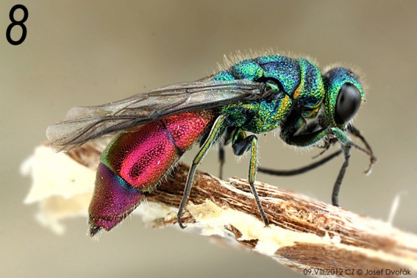 chrysididae 08.jpg