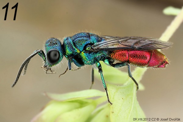 chrysididae 11.jpg