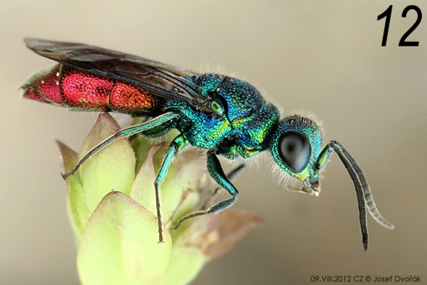 chrysididae 12.jpg