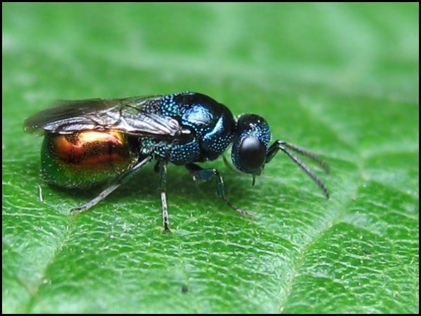 wasp 7-7-12.jpg