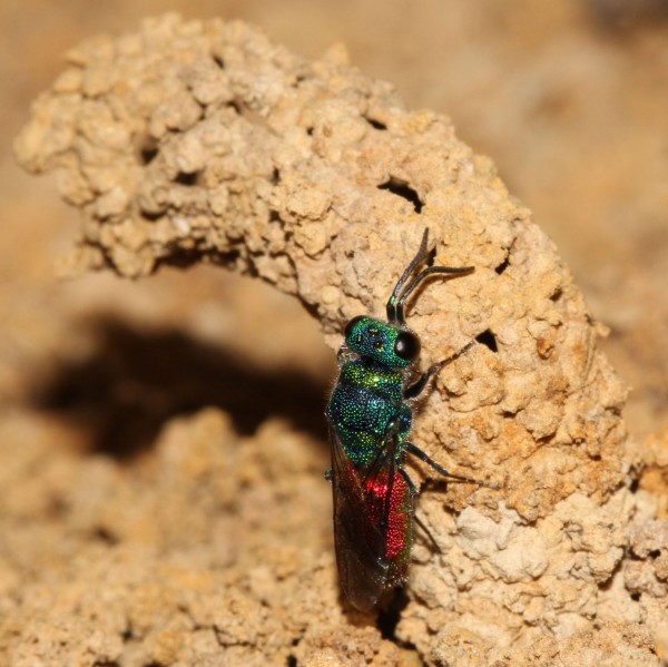 Chrysis 2012-06-28,1.jpg