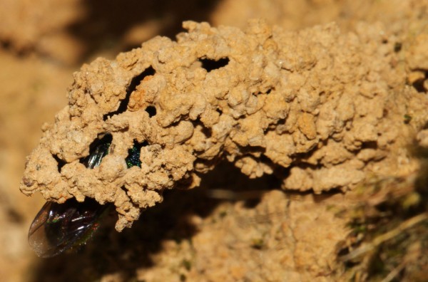 Chrysis 2012-06-28,2.jpg