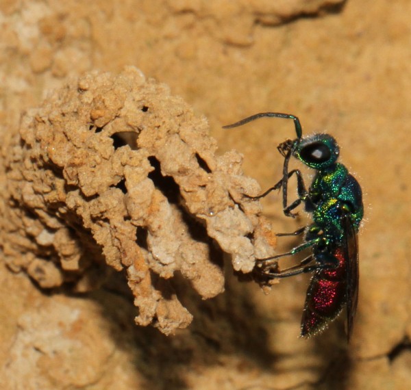 Chrysis  2012-06-26,3.jpg