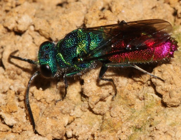 Chrysis 2012-06-26,4.jpg