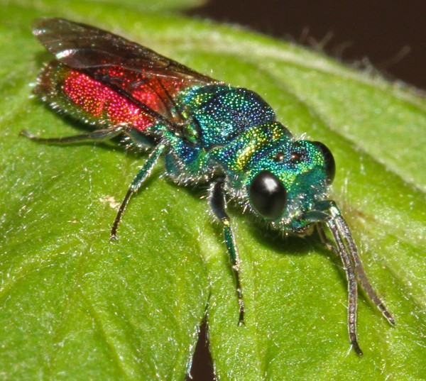 Chrysis 2012-06-28,5.jpg