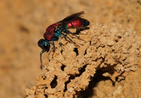 Chrysis viridula 2012-06-28,1.jpg