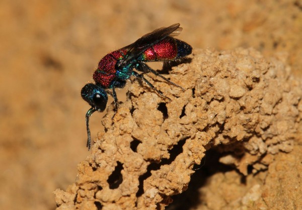 Chrysis viridula 2012-06-28,1.jpg