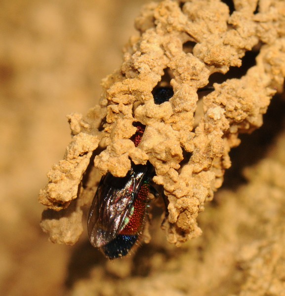 Chrysis viridula 2012-06-28,4.jpg