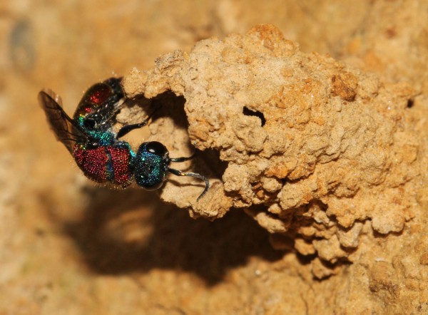 Chrysis viridula 2012-06-28,5.jpg