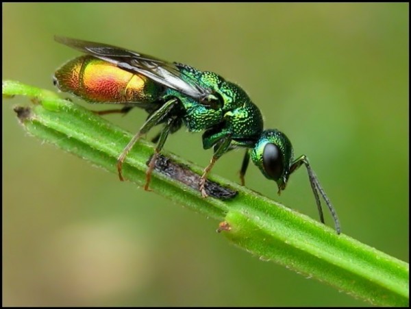 Chrysid10-7-09.jpg