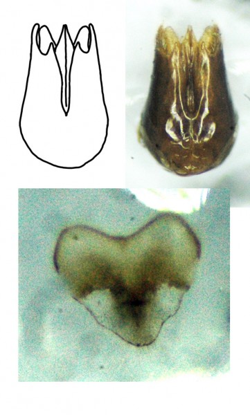 ashabadensis Radoszkowski 1981 internal.jpg