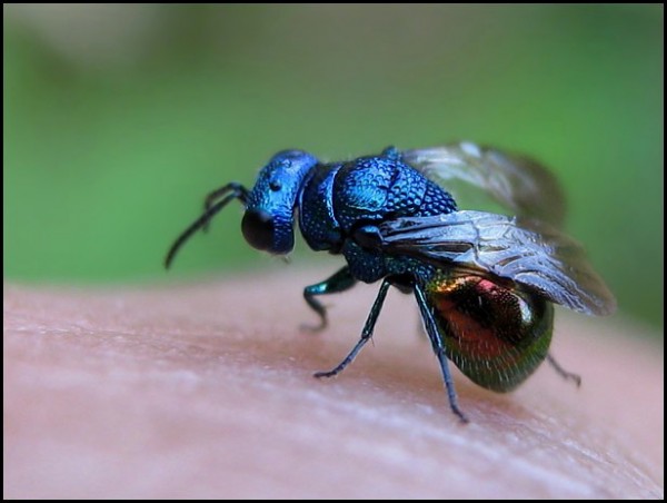 chrysid25-07-09.jpg