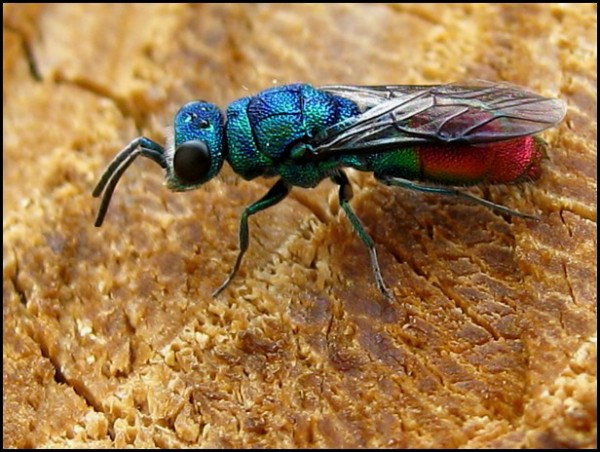 chrysid15-6-10.jpg